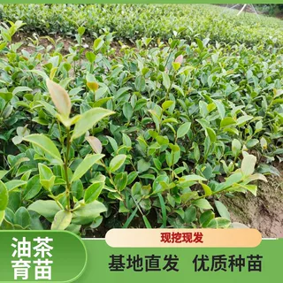 【高产优选】长林53号油茶苗、成活率高、抗病高产、基地直供