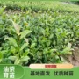 高产优选基地油茶苗