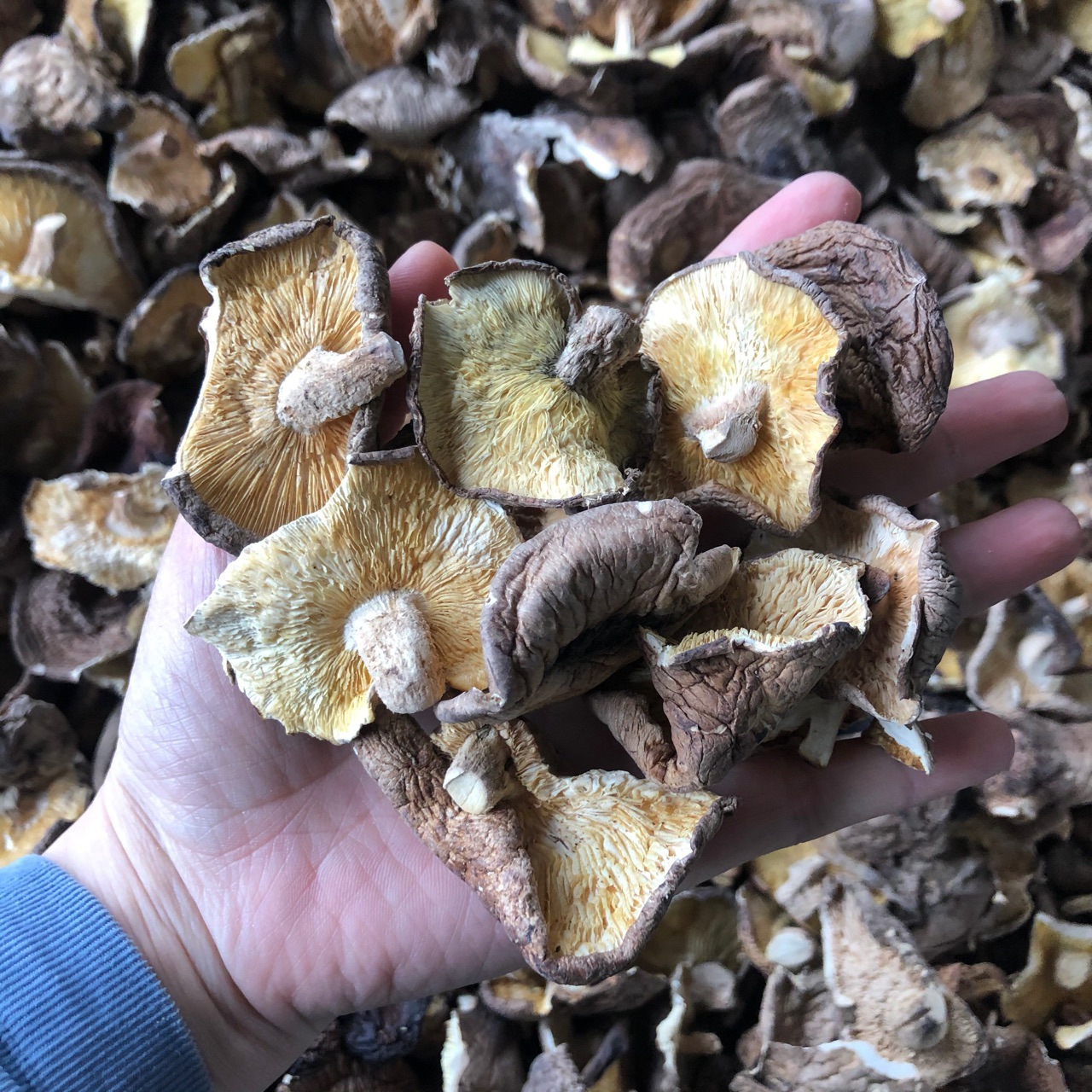 西峡香菇碎片薄香菇干香菇蘑菇食用菌农产品批发500g大小片齐全
