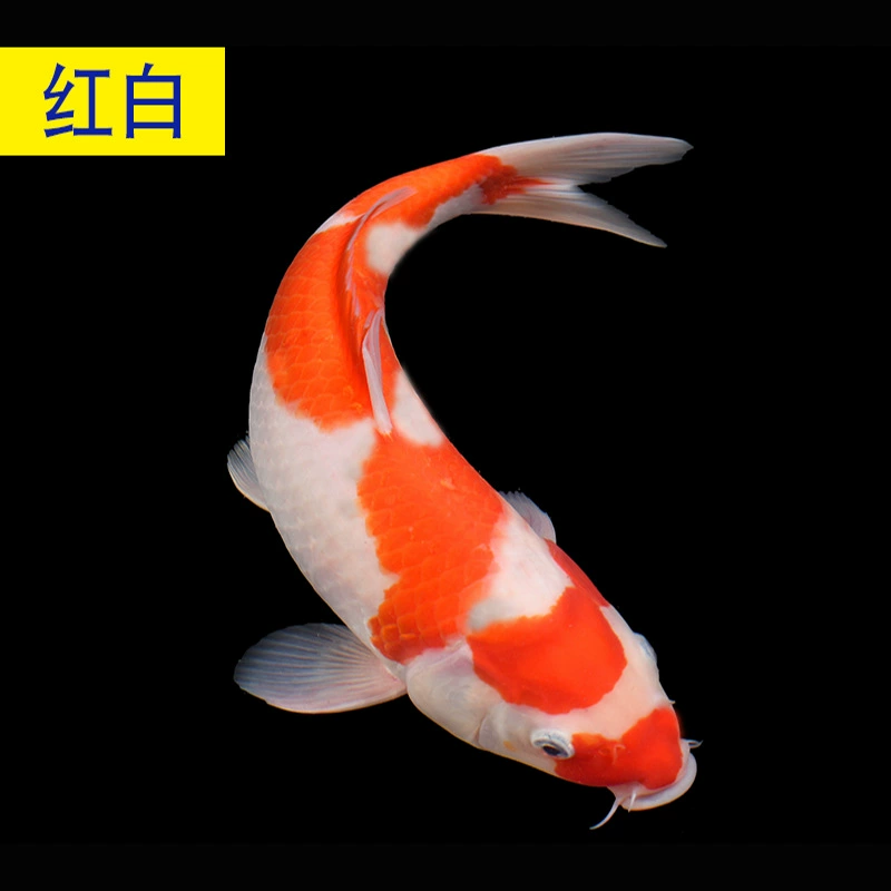 Koi рыба живые рыбы декоративные чистокровные крупные красные и белые холодной воды пресной воде хорошо для жизни, золотая рыбка красная карась, мальки