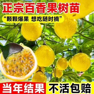Qinmi No. 9 Passion Fruit Tree Fruit Seedlings Golden Passion Fruit Large Seedlings Courtyard Ground Planting Four Seasons Planting Saplings Potted Plants