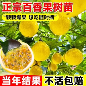 Qinmi № 9 саженцы дерева маракуйи
