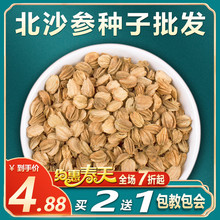 新鲜北沙参种子正品优质中药材沙参种籽500克包邮可煲汤食用白条