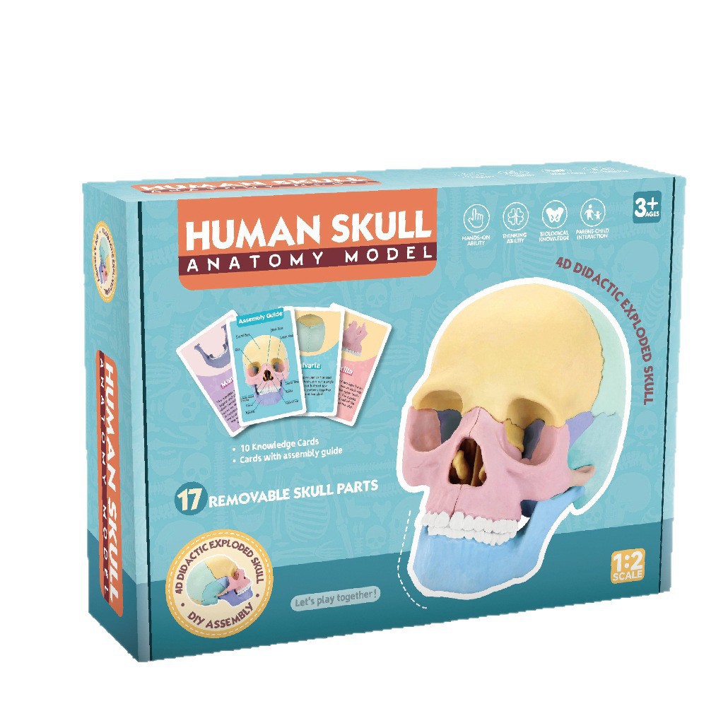 Juguetes de ciencia y educación transfronterizos maniquí articulaciones humanos niños juguetes de ciencia y educación juguetes cognitivos científicos al por mayor