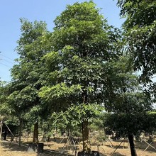 2505���Ի����L�ڹ��� ȫ�� ����Ӵ��30~50cm �ڰ����z��