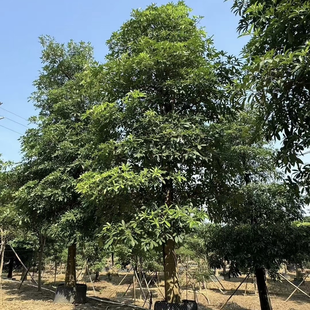 2505 Nursery Base Long-Term Supply of Full Crown Potted Large Trees 30~50cm Blackboard Sugar Gum Tree