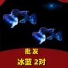 Wholesale [2 pairs of peacock fish ice blue]