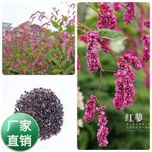 水红花种子蓼实子草花种子四季庭院播种当季新籽水荭草子红蓼种子