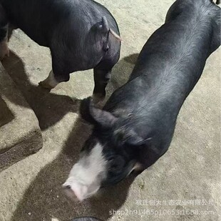 �����Ϳ���ĸ�iԭ�N�Ϳ���ĸ�i�ڶ�ĸ�i���ۺ�ĸ�i����ѩ�����i��