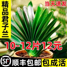 ��Ʒ�����m���Ԏ�����ֲ���҃��׻��ļ��m��С��͏dʮ�����F����