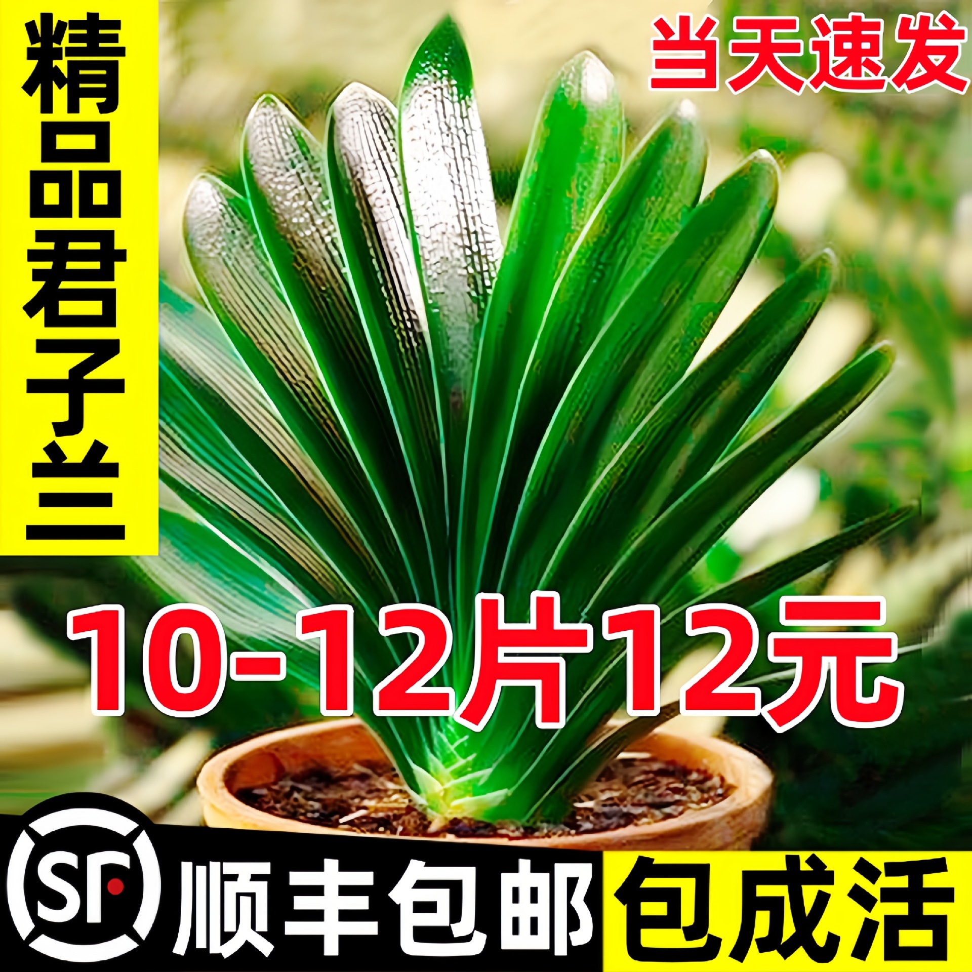 Premium Clivia Potted Plants with Buds, Indoor Easy-To-Live Four-Season Orchid Seedlings, Top Ten Precious Flowers in the Living Room