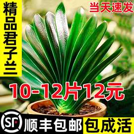 精品君子兰盆栽带花苞植物室内易活四季兰花小苗客厅十大名贵花卉