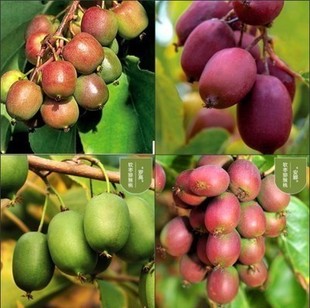 Actinidia arguta Seedling Tree Fruit Seedling Self-pollination with Fruit Pot Four Seasons South and North Planting Year Results