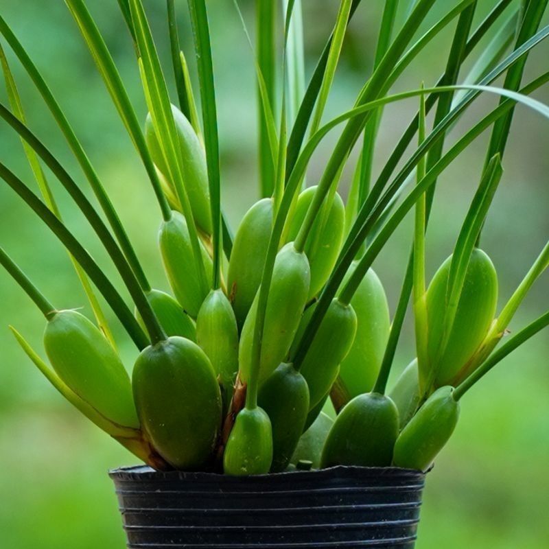 Coffee Orchid [Blooming in June-October] Strong Fragrance Orchid Coffee Bean Aricola Orchid for All Seasons Indoor