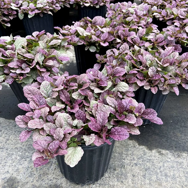 Мозаика sinensis горшечный бордовый свет сад коллокация блюдо цветок зеркало растение все сезоны зеленые растения