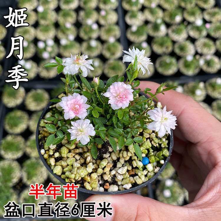 姬月季日本姬乙女姬超微蔷薇迷你微盆景阳台桌面四季花开盆栽花卉
