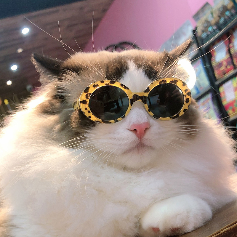 ペットサングラス猫モデルファッション愛メガネサングラス犬ビーチ海辺写真サングラス卸売|undefined