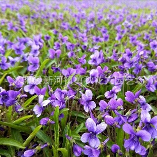 Purple Flower Ground Seeds Ground Seeds Purple Pansy Ground Flower Seeds Courtyard Balcony Cold-Resistant Ground Cover Perennial Flower Seeds