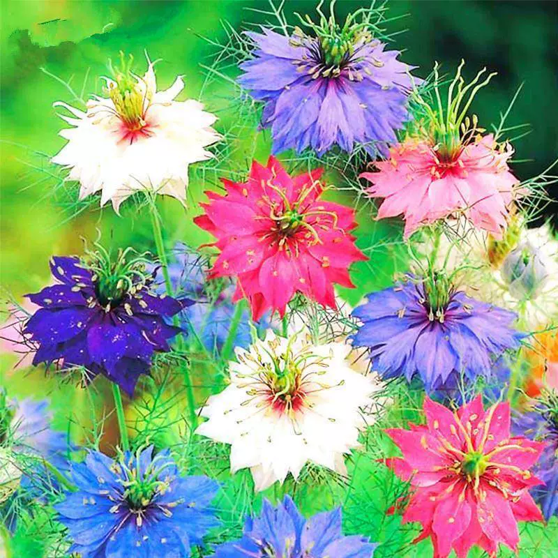 Черные семена травы семена персидские драгоценные цветы Семена цветут четыре сезона цветут