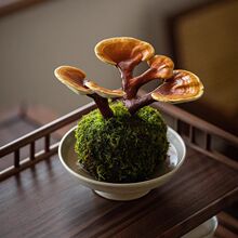 ��ؔ�`֥�����҃�����Ȥζ�^�~ֲ����B�׻��ݗ�����Gֲ�k����