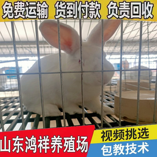 ���w�����m�����Ј��r����B�����ӹ���ɽ�|�S�Ҵ��N���|���w����