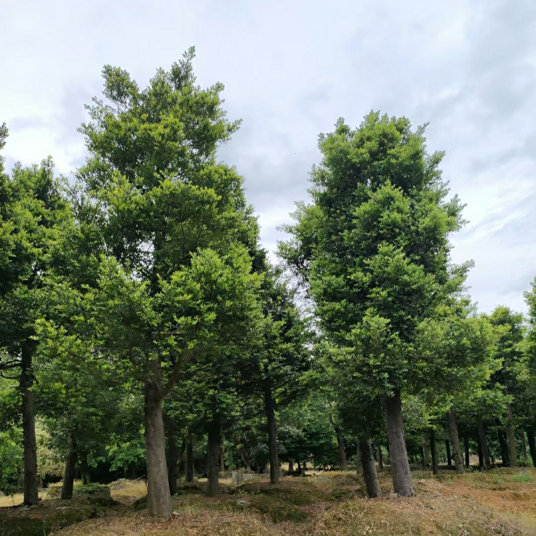 2310苗圃供应 竹柏 25-30分 大树 移栽苗 园林 庭院绿化常绿乔木