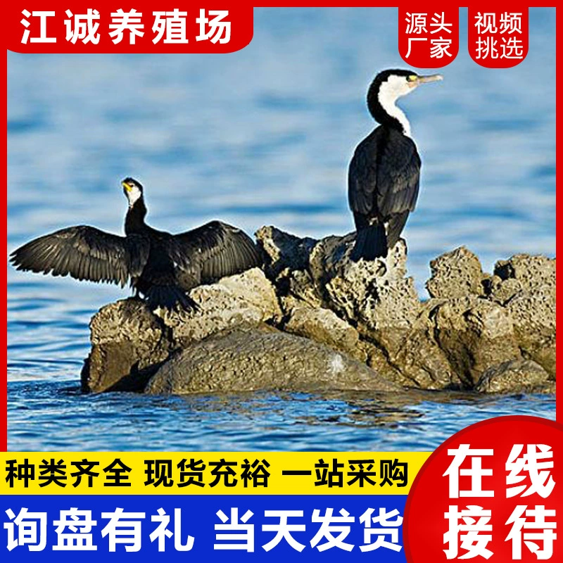 Сколько стоит ловля рыбы и птиц для взрослых? Программа выступлений в экологическом парке мангровых угодий по ловле рыбы, птиц и разведения водоплавающих птиц.