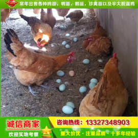麻羽绿壳蛋鸡苗孵化场供应出壳小鸡仔另有半斤重鸡农村放养小脚鸡