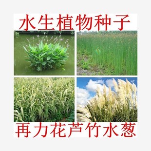 Aquatic Plants, Zaili Flower Seeds, Water Lily Seeds, Mosaic Leaves, Bulrush, Yellow Cattail, Water Onion, Barracuda, Iris Seeds