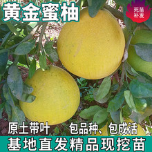 �S�����֘����ϱ���ͥԺ�G���ش���������Լ޽��S�����Ӯ���Y��