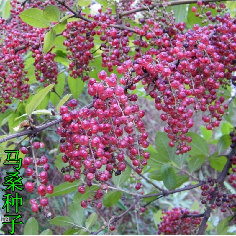 Новые Оптовые семена шелковицы лошади Тысячелетия красное седло семян водная лошадь шелковицы, дикая лошадь шелковицы семена тутового дерева Скидка