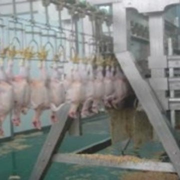 供应大型家禽屠宰流水线设备 鸡鸭鹅宰杀宰杀生产线源头工厂