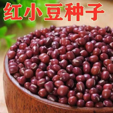 红小豆种子小红豆种子红豆种子早熟高产四季播种红小豆种子