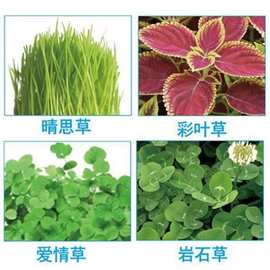 岩石草种子办公室盆栽陶碳球小盆景室内桌面负离子迷你植物种子