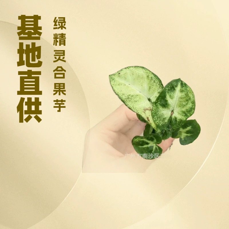 Зеленые растения для офиса и дома, зеленый эльф, белая бабочка, таро, микроландшафтные растения в горшках, гидропонное озеленение, вечнозеленые круглый год