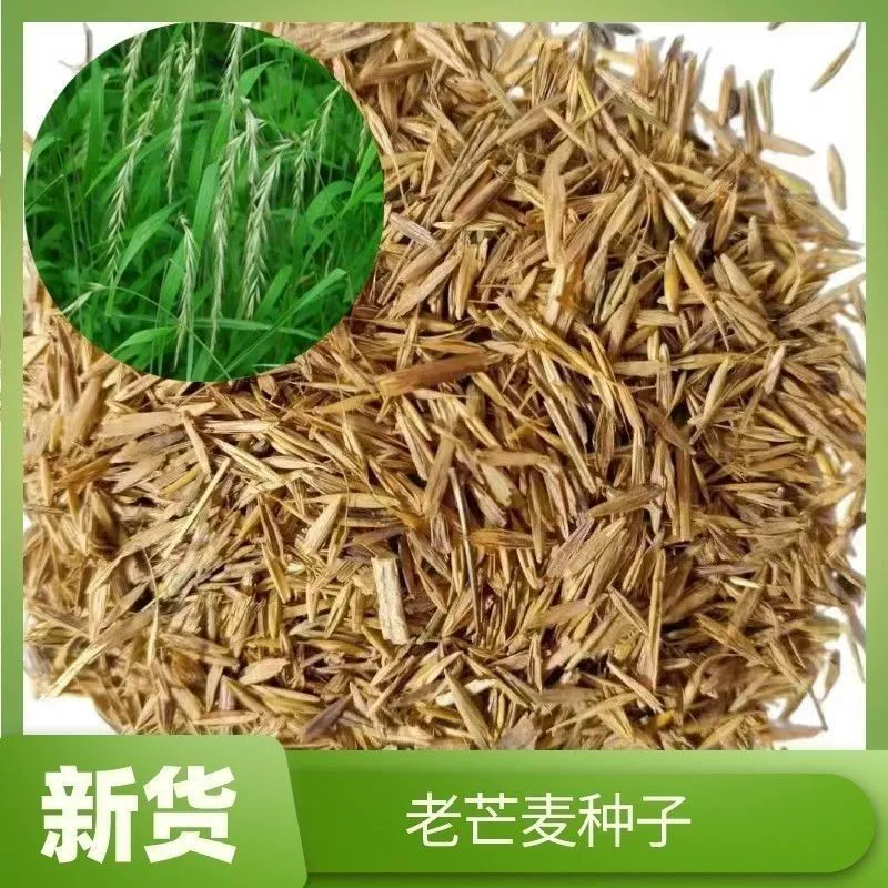 Семена корма широколистные старые семена мантии