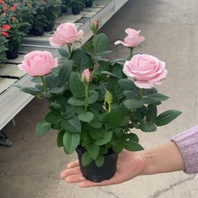玫瑰花苗特大花帶花苞花卉綠植物盆栽月季薔薇室內外庭院陽台四季