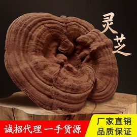 参类滋补品;其他滋补;灵芝