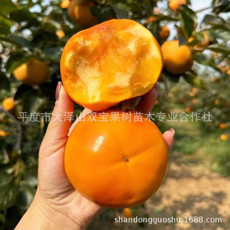 山东 法国甜柿 日本甜柿 太秋 大秋 阳丰 嫁接脆甜巧克力柿子树苗