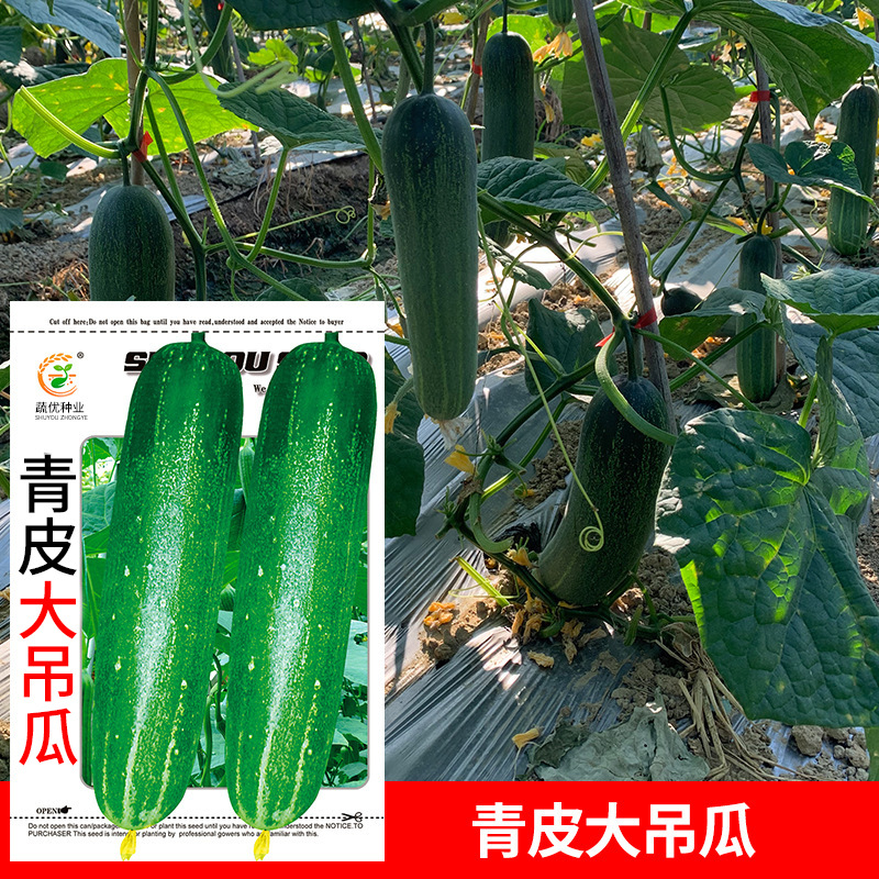 批发菜园蔬菜种子 青皮大吊瓜约50粒 阳台盆栽院子种子菜籽批发