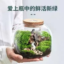 大号微景观生态瓶造景玻璃花瓶水培植物玻璃瓶鱼缸摆件苔藓瓶带灯