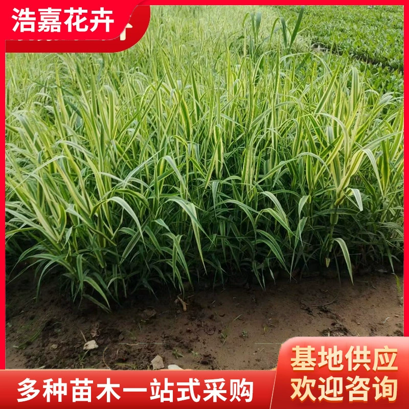 Цветок, лист, тростник, бамбук, водное растение, двор, пруд, декоративный водный пейзаж, сад, водное растение, тростник, цветок, лист, тростник, бамбук