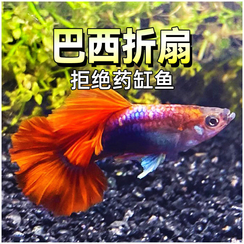 Brazilian Folding Fan Peacock Fish with Red Fan and Red Dress, Premium Quality, Ready to Give Birth, Pregnant Female Fish, Aquarium-Grade, Large Tail, Purebred Brazilian Folding Fan Peacock Fish with Red Fan and Red Dress, Premium Quality, Ready to Give Birth, Pregnant Female Fish, Aquarium-Grade, Large Tail, Purebred