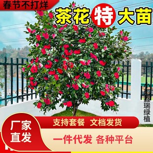 һ�����lɽ�軨���玧�����ļ��_���ش�̖�҃���ͥԺ�ͺ��Gֲ���