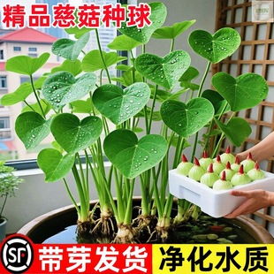 �Ĺ��N��ȹ�ˮ��ˮ�������҃��ļ�ֲ����β�ȹ����������~��ˮ��