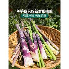 芦笋根苗紫色芦笋种植苗四季卢笋树苗蔬菜秧苗阳台盆栽芦笋种籽子