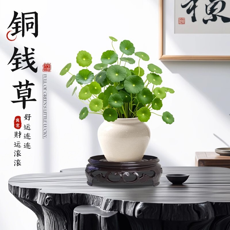 Money Grass Potted Hydroponic Plant Indoor Small Green Plant Living Room Easy to Maintain All Year Round Tea Table Desk Money Grass Ornaments