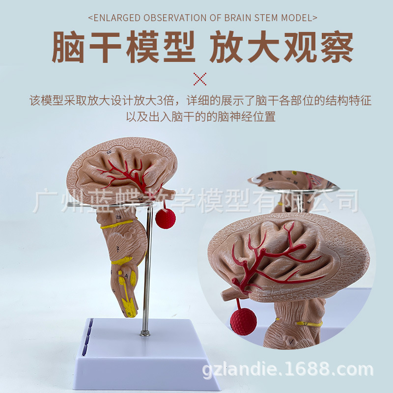 �ԸɷŴ�ģ�����ԡ����š������Լ����Ժ����񾭵Ƚṹ ҽѧģ��