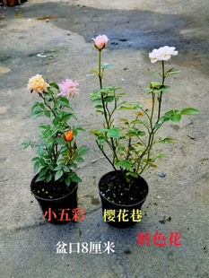 Ji Rose Miniature Mini Potted Plant Blooms in All Seasons and Is Easy to Grow with Buds Rose Indoor Desktop Balcony Courtyard Green Plants