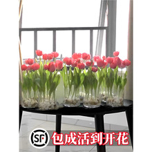 郁金香种球水培花卉植物室内花四季花卉种子盆栽花苗土培水养好活